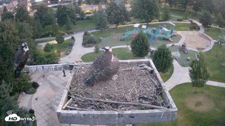 Coeur d'Alene Idaho Osprey Nest Live Cam - Aug 19, 2026, 5:28am PDT