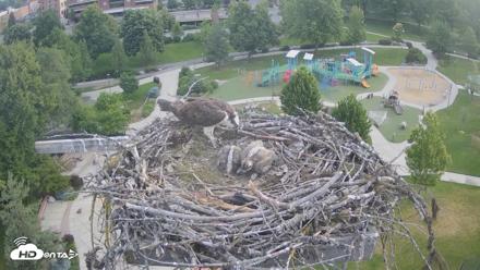 Coeur d'Alene Idaho Osprey Nest Live Cam - Jun 19, 2026, 6:20am PDT
