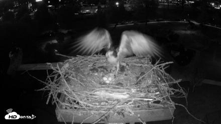 Coeur d'Alene Idaho Osprey Nest Live Cam - May 5, 2026, 8:50pm PDT