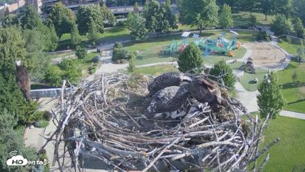 Coeur d'Alene Idaho Osprey Nest Live Cam - Jul 11, 2026, 7:46am PDT