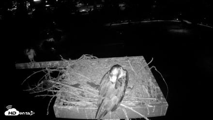 Coeur d'Alene Idaho Osprey Nest Live Cam - Jul 29, 2026, 3:24am PDT