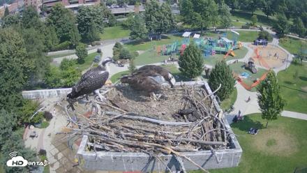 Coeur d'Alene Idaho Osprey Nest Live Cam - Jul 28, 2026, 11:00am PDT