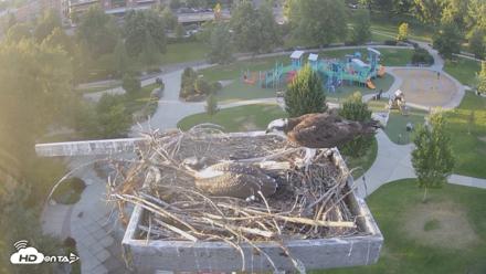 Coeur d'Alene Idaho Osprey Nest Live Cam - Aug 1, 2026, 7:36pm PDT