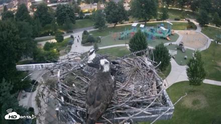 Coeur d'Alene Idaho Osprey Nest Live Cam - Jul 20, 2026, 8:55pm PDT