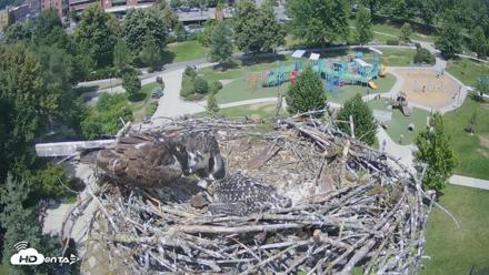 Coeur d'Alene Idaho Osprey Nest Live Cam - Jul 5, 2026, 1:31pm PDT