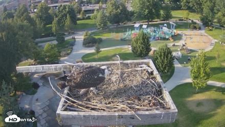 Coeur d'Alene Idaho Osprey Nest Live Cam - Aug 16, 2026, 6:09pm PDT