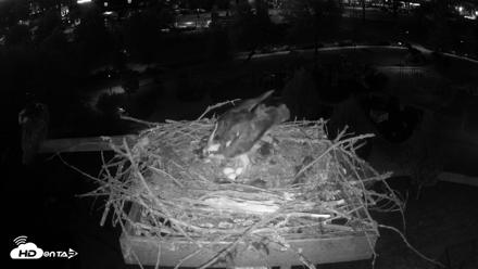Coeur d'Alene Idaho Osprey Nest Live Cam - May 5, 2026, 8:49pm PDT