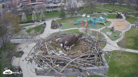Coeur d'Alene Idaho Osprey Nest Live Cam - Apr 16, 2026, 1:57pm PDT