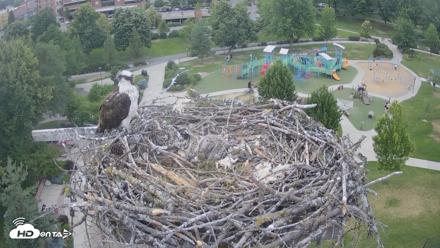 Coeur d'Alene Idaho Osprey Nest Live Cam - Jun 25, 2026, 6:21pm PDT