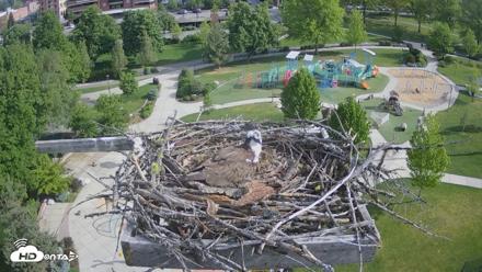 Coeur d'Alene Idaho Osprey Nest Live Cam - May 15, 2026, 8:28am PDT