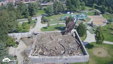 Coeur d'Alene Idaho Osprey Nest Live Cam - Aug 28, 2026, 10:25am PDT