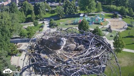 Coeur d'Alene Idaho Osprey Nest Live Cam - Jun 15, 2026, 8:16am PDT