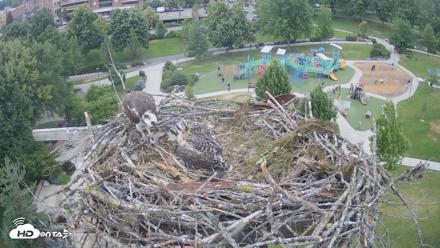 Coeur d'Alene Idaho Osprey Nest Live Cam - Jun 29, 2026, 3:14pm PDT