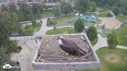 Coeur d'Alene Idaho Osprey Nest Live Cam - Aug 18, 2026, 6:23am PDT