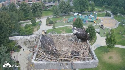 Coeur d'Alene Idaho Osprey Nest Live Cam - Aug 2, 2026, 12:14pm PDT