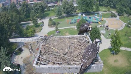 Coeur d'Alene Idaho Osprey Nest Live Cam - Aug 6, 2026, 2:12pm PDT