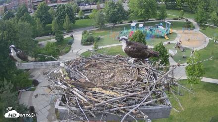 Coeur d'Alene Idaho Osprey Nest Live Cam - May 29, 2026, 5:47pm PDT