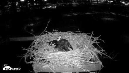 Coeur d'Alene Idaho Osprey Nest Live Cam - Apr 23, 2026, 10:40pm PDT