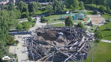 Coeur d'Alene Idaho Osprey Nest Live Cam - Jun 12, 2026, 8:15am PDT