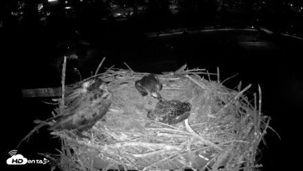 Coeur d'Alene Idaho Osprey Nest Live Cam - Jul 2, 2026, 10:42pm PDT