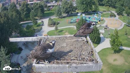 Coeur d'Alene Idaho Osprey Nest Live Cam - Aug 20, 2026, 3:27pm PDT