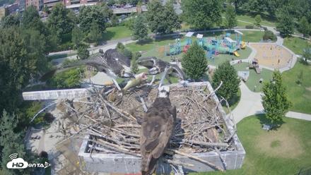 Coeur d'Alene Idaho Osprey Nest Live Cam - Jul 30, 2026, 2:03pm PDT