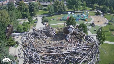 Coeur d'Alene Idaho Osprey Nest Live Cam - Jul 6, 2026, 9:25am PDT