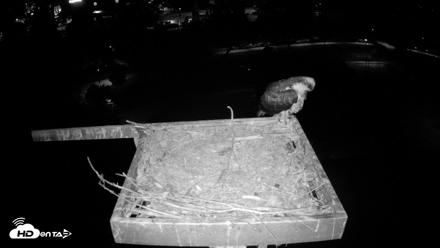 Coeur d'Alene Idaho Osprey Nest Live Cam - Aug 16, 2026, 3:24am PDT