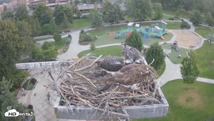 Coeur d'Alene Idaho Osprey Nest Live Cam - Jul 25, 2026, 5:32am PDT
