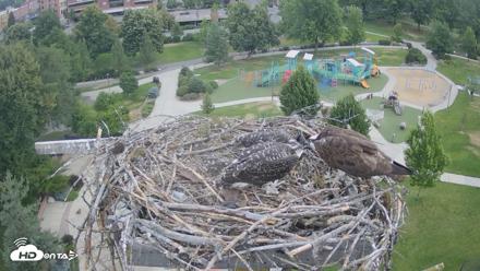 Coeur d'Alene Idaho Osprey Nest Live Cam - Jul 12, 2026, 8:08am PDT