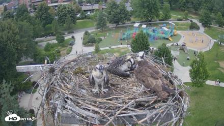 Coeur d'Alene Idaho Osprey Nest Live Cam - Jul 12, 2026, 2:47pm PDT