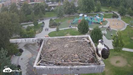 Coeur d'Alene Idaho Osprey Nest Live Cam - Aug 19, 2026, 7:49pm PDT