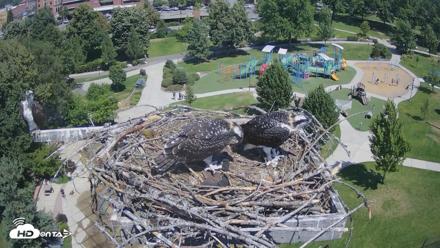 Coeur d'Alene Idaho Osprey Nest Live Cam - Jul 18, 2026, 11:58am PDT