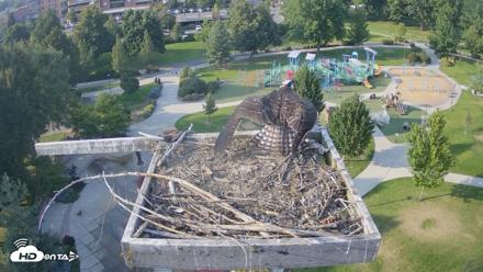 Coeur d'Alene Idaho Osprey Nest Live Cam - Aug 13, 2026, 5:49pm PDT