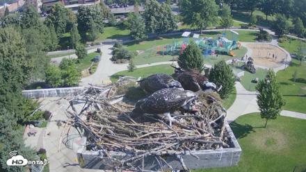 Coeur d'Alene Idaho Osprey Nest Live Cam - Jul 24, 2026, 9:20am PDT