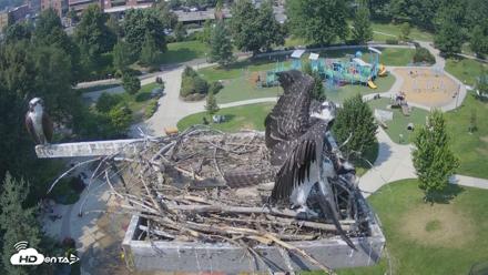 Coeur d'Alene Idaho Osprey Nest Live Cam - Jul 27, 2026, 3:18pm PDT