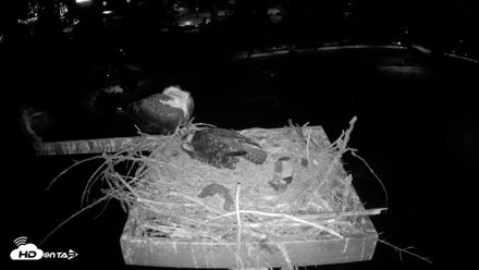 Coeur d'Alene Idaho Osprey Nest Live Cam - Jul 26, 2026, 4:04am PDT