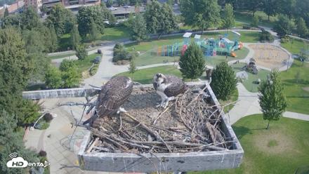 Coeur d'Alene Idaho Osprey Nest Live Cam - Aug 10, 2026, 8:56am PDT