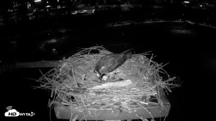 Coeur d'Alene Idaho Osprey Nest Live Cam - Apr 21, 2026, 3:48am PDT