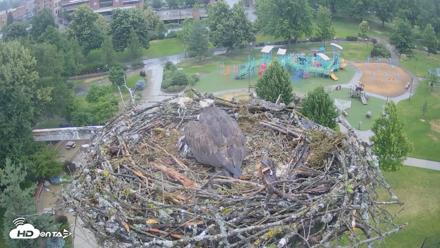 Coeur d'Alene Idaho Osprey Nest Live Cam - Jun 28, 2026, 7:06pm PDT