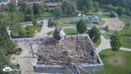 Coeur d'Alene Idaho Osprey Nest Live Cam - Jul 27, 2026, 8:42am PDT