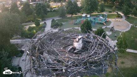 Coeur d'Alene Idaho Osprey Nest Live Cam - Jun 15, 2026, 9:16pm PDT