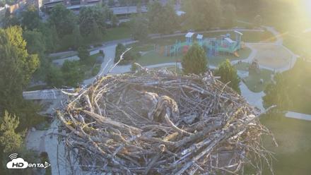 Coeur d'Alene Idaho Osprey Nest Live Cam - Jun 22, 2026, 5:23am PDT