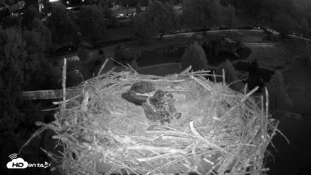 Coeur d'Alene Idaho Osprey Nest Live Cam - Jul 3, 2026, 4:19am PDT