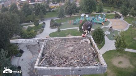 Coeur d'Alene Idaho Osprey Nest Live Cam - Aug 29, 2026, 7:49pm PDT