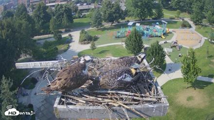 Coeur d'Alene Idaho Osprey Nest Live Cam - Jul 27, 2026, 4:32pm PDT
