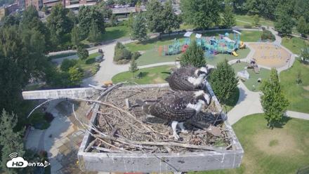 Coeur d'Alene Idaho Osprey Nest Live Cam - Aug 11, 2026, 3:10pm PDT