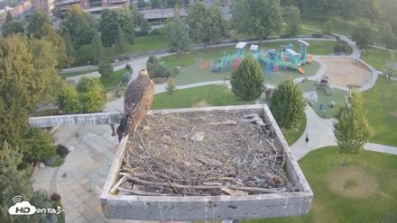 Coeur d'Alene Idaho Osprey Nest Live Cam - Aug 21, 2026, 6:37am PDT