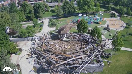 Coeur d'Alene Idaho Osprey Nest Live Cam - May 28, 2026, 9:41am PDT
