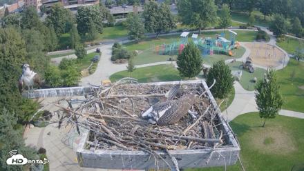 Coeur d'Alene Idaho Osprey Nest Live Cam - Aug 1, 2026, 9:13am PDT